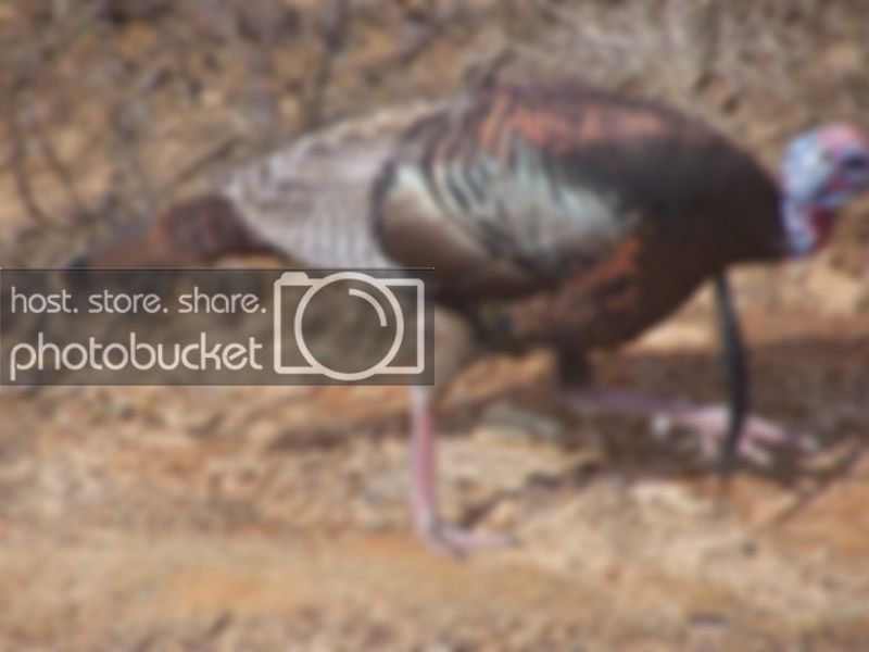 3-7-09turkeys016.jpg