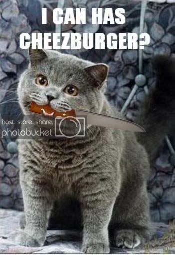 lol_cat_icanhascheezburger.jpg