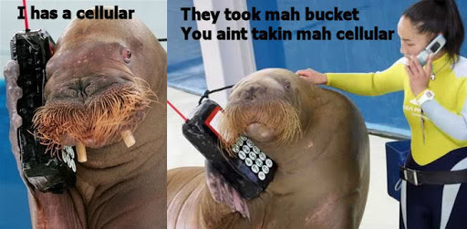 02-walrus-phone.jpg