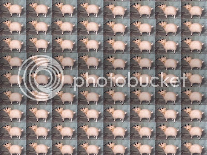 goaty.jpg