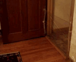 tumblr_lrznz9X4s31qzrlhgo3_250.gif