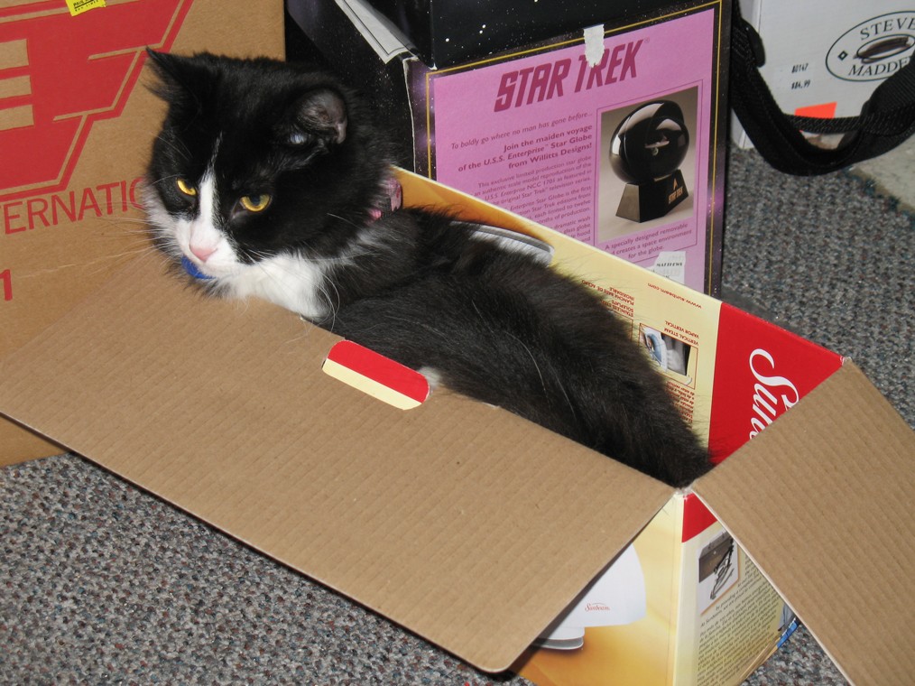 kitty%20002.jpg
