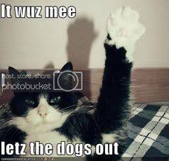 dogs-out.jpg