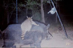 coonhog1.jpg