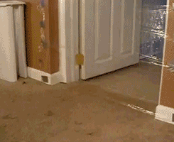 tumblr_lrznz9X4s31qzrlhgo7_250.gif