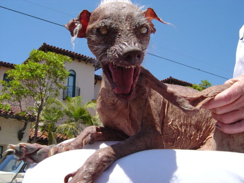 sam_ugliest_dog.jpg