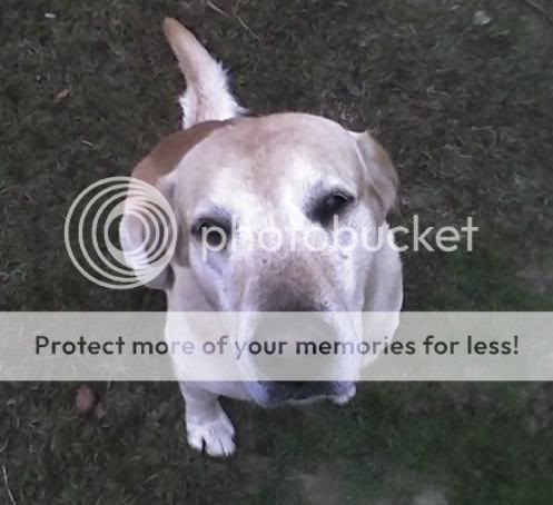 rocko.jpg