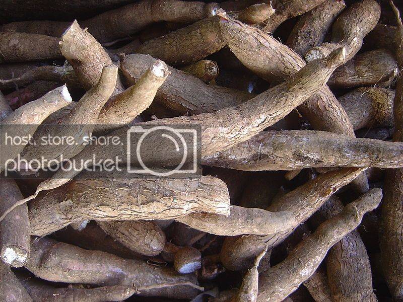 yucca%20root_zpshhzjnpbu.jpg