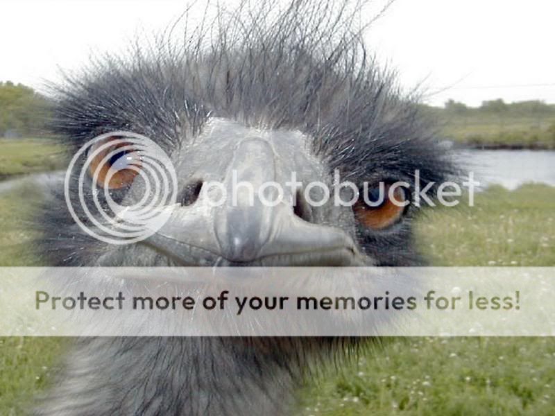 emu.jpg