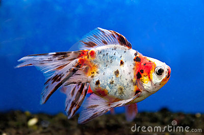 colorful-fish-thumb18787231.jpg