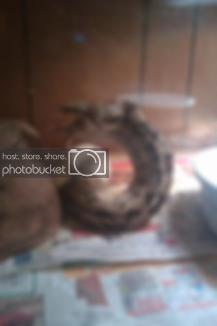 IMAG0114-1-1.jpg