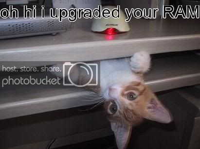 funycat.jpg
