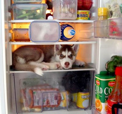 94dog.JPG