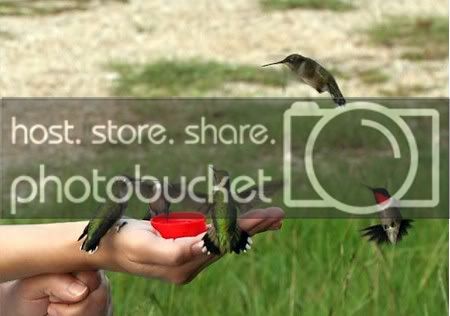 hummingbirds.jpg