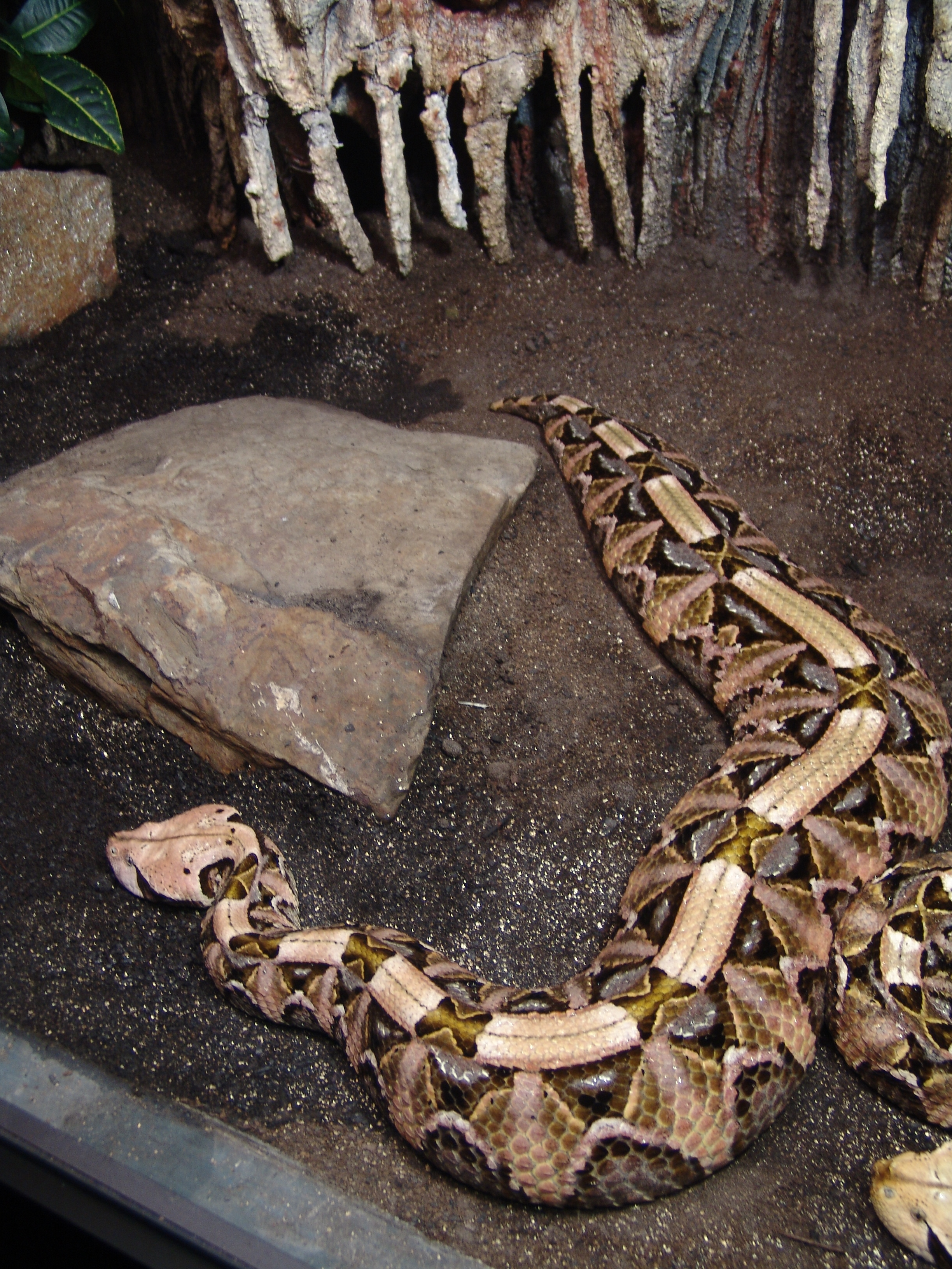 Gaboon_Viper_(rhinoceros)_01.jpg