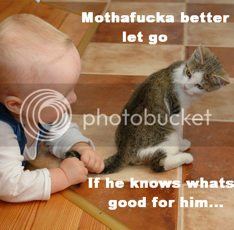 sillykitty.png
