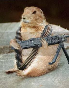 Rambo-Squirrel.jpg