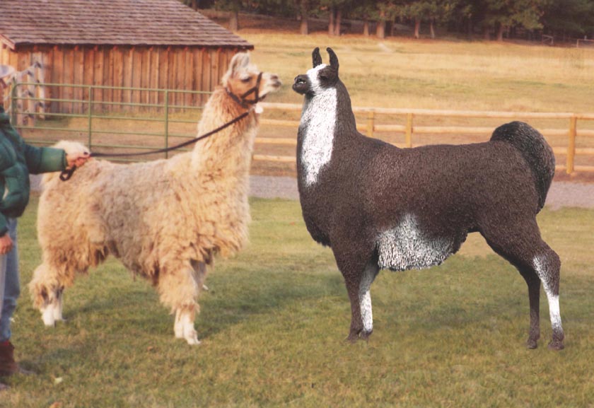 Felipe%20with%20live%20llama.jpg