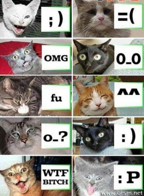roflcats.jpg
