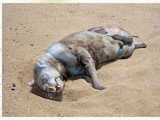 0_62_montauk_monster_grab2.jpg
