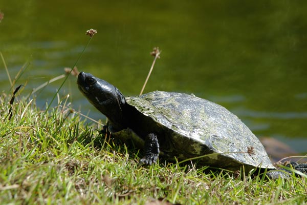 04020412PD_peninsula_cooter.jpg