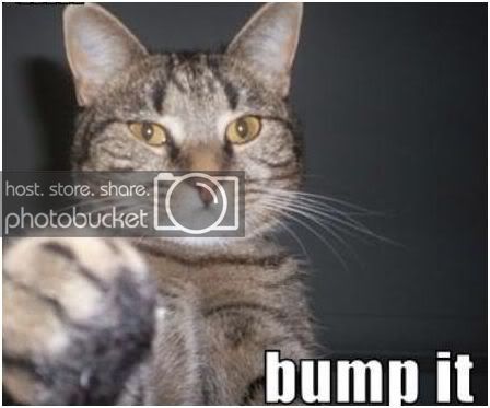 bump_cat.jpg