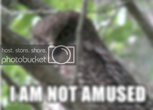imnotamsed.jpg