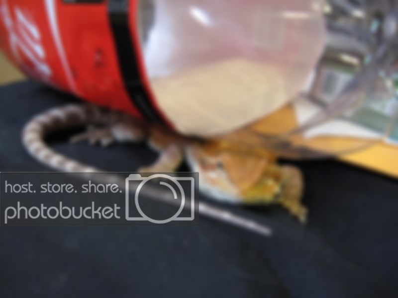 Cokebottle001.jpg