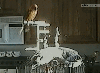 1312459379_parot_poops_on_cat.gif