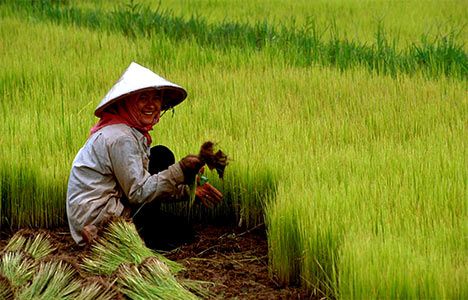 gm-rice-h-i-001.jpg