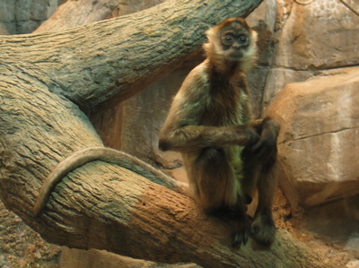 SpiderMonkey.jpg