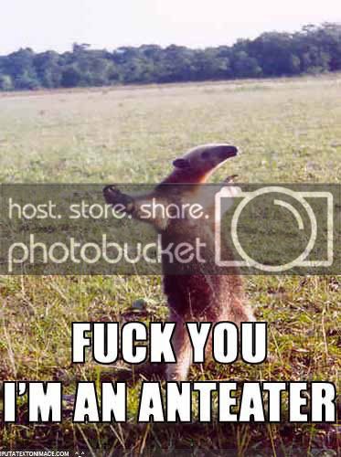 ant-eater.jpg