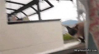 cat.gif