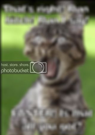 FunnyCat-ThatsRight.jpg