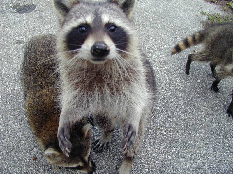 coon1.jpg