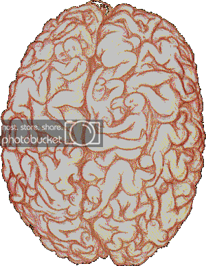 malebrain.gif