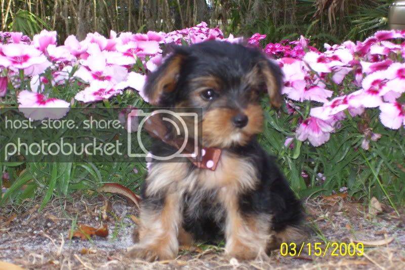 puppies058.jpg