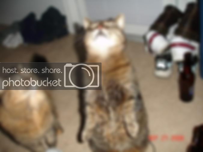 cat2-Copy.jpg