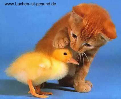 chicks.jpg