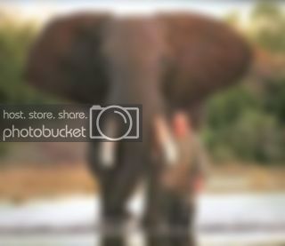 elephant.jpg