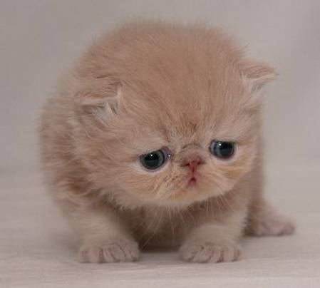 kitty.jpg