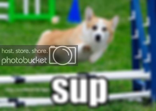 sup-corgi.jpg