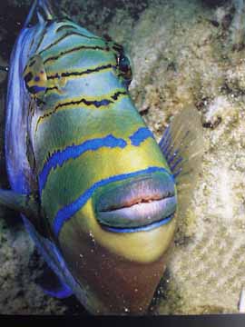 parrotfish.jpg