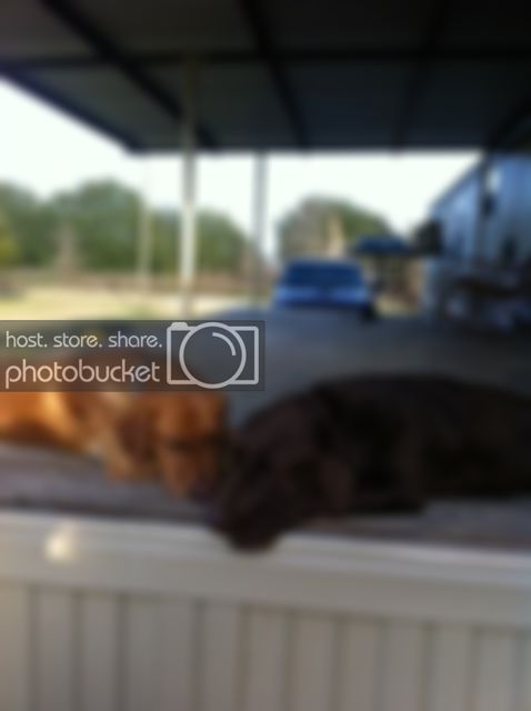 dogs1.jpg