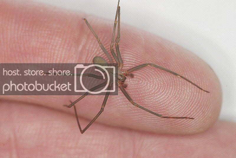 Brown_Recluse_.jpg