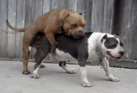 DogBarf.gif