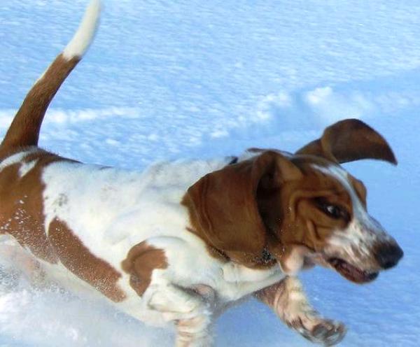 basset-hound-running-4.jpg