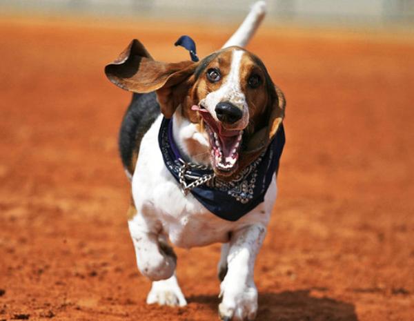 basset-hound-running-3.jpg