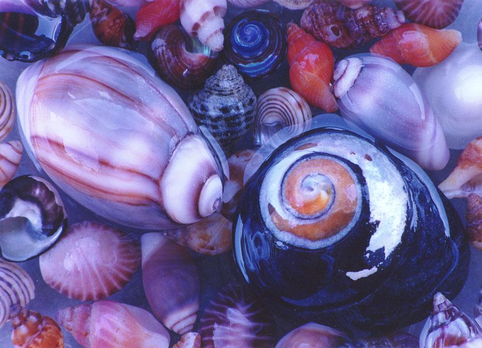 shells.jpg