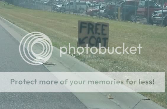 freecat.jpg